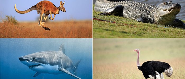 Types of Exotic Jerky